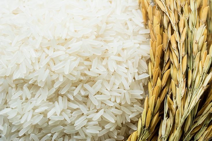 Top Exporter of 1121 Basmati Rice