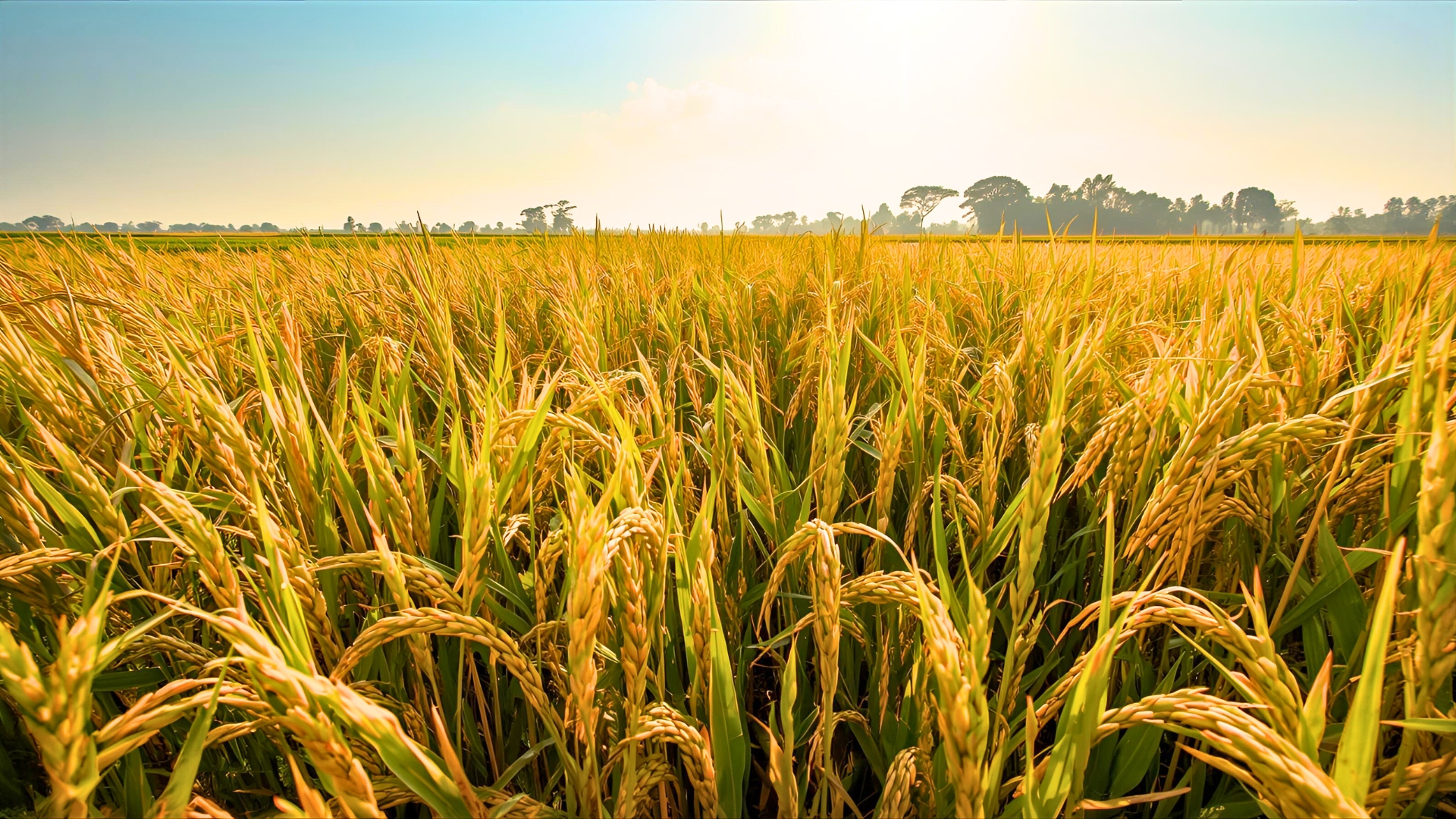 The Largest Basmati Rice Exporter from India