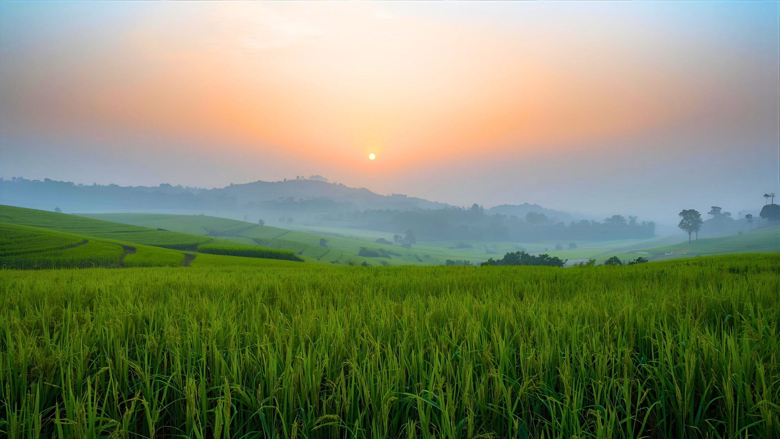 Top Basmati Rice Exporters in Kanpur