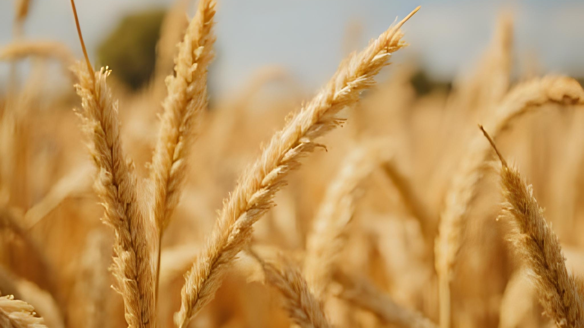 Basmati Rice Exporter from India