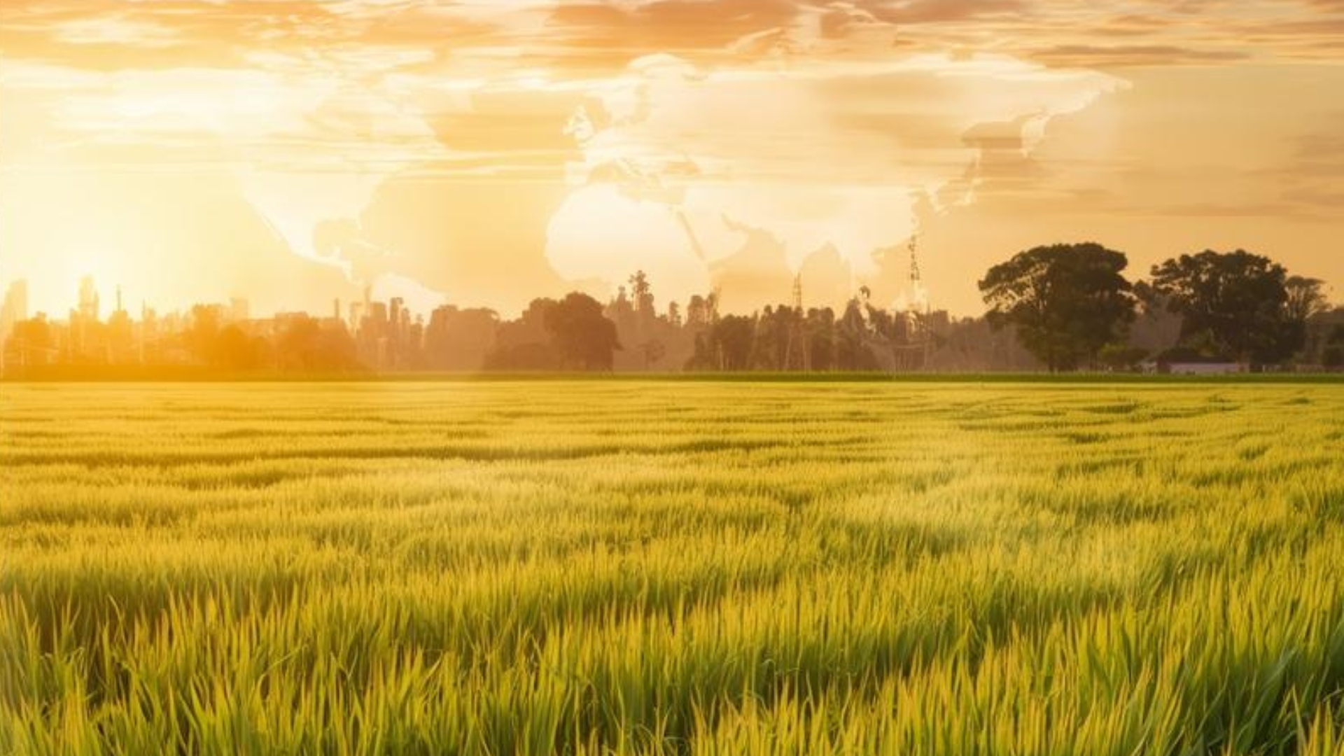 Big Rice Exporters in Kanpur