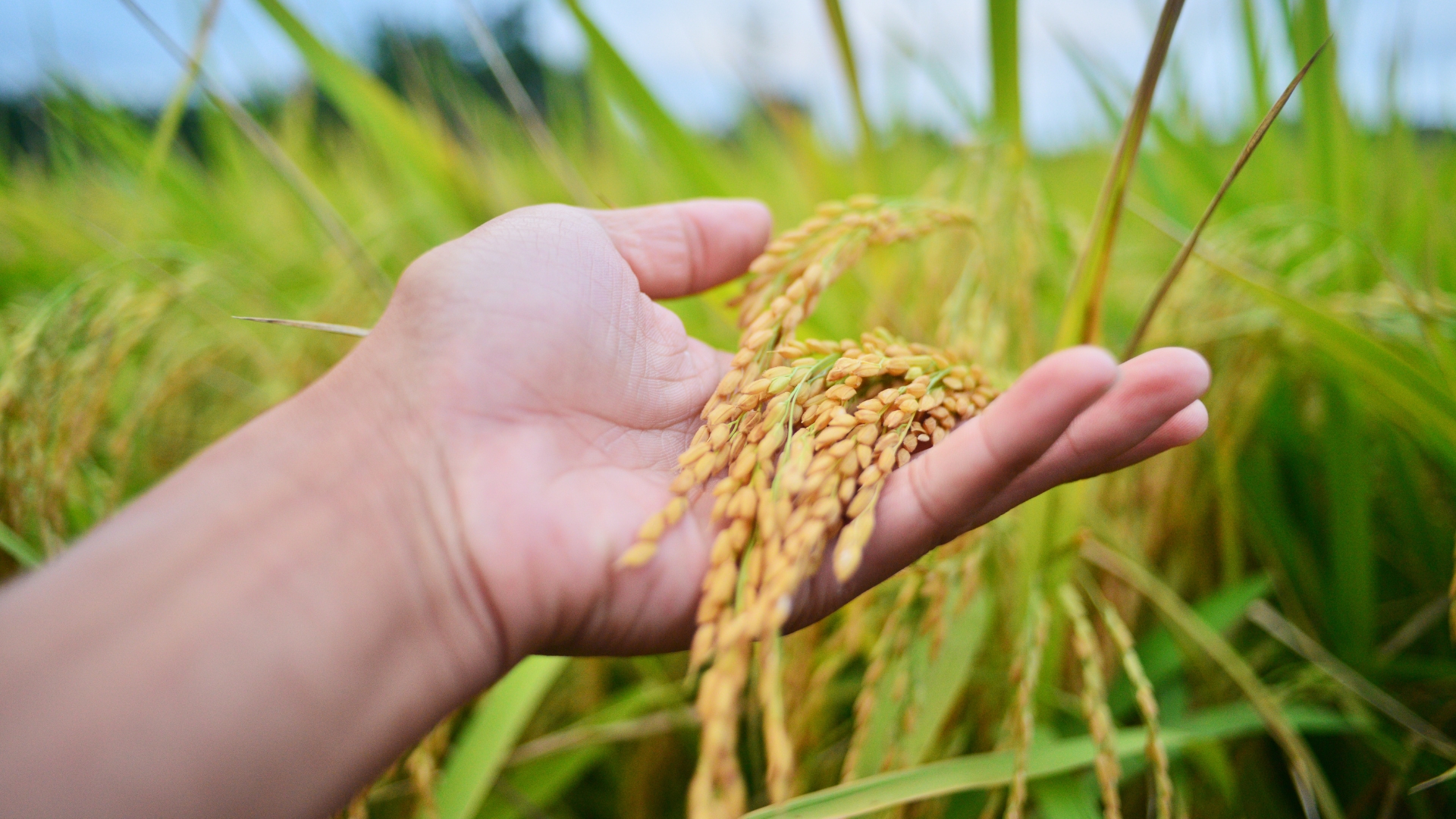 Large rice exporters in India