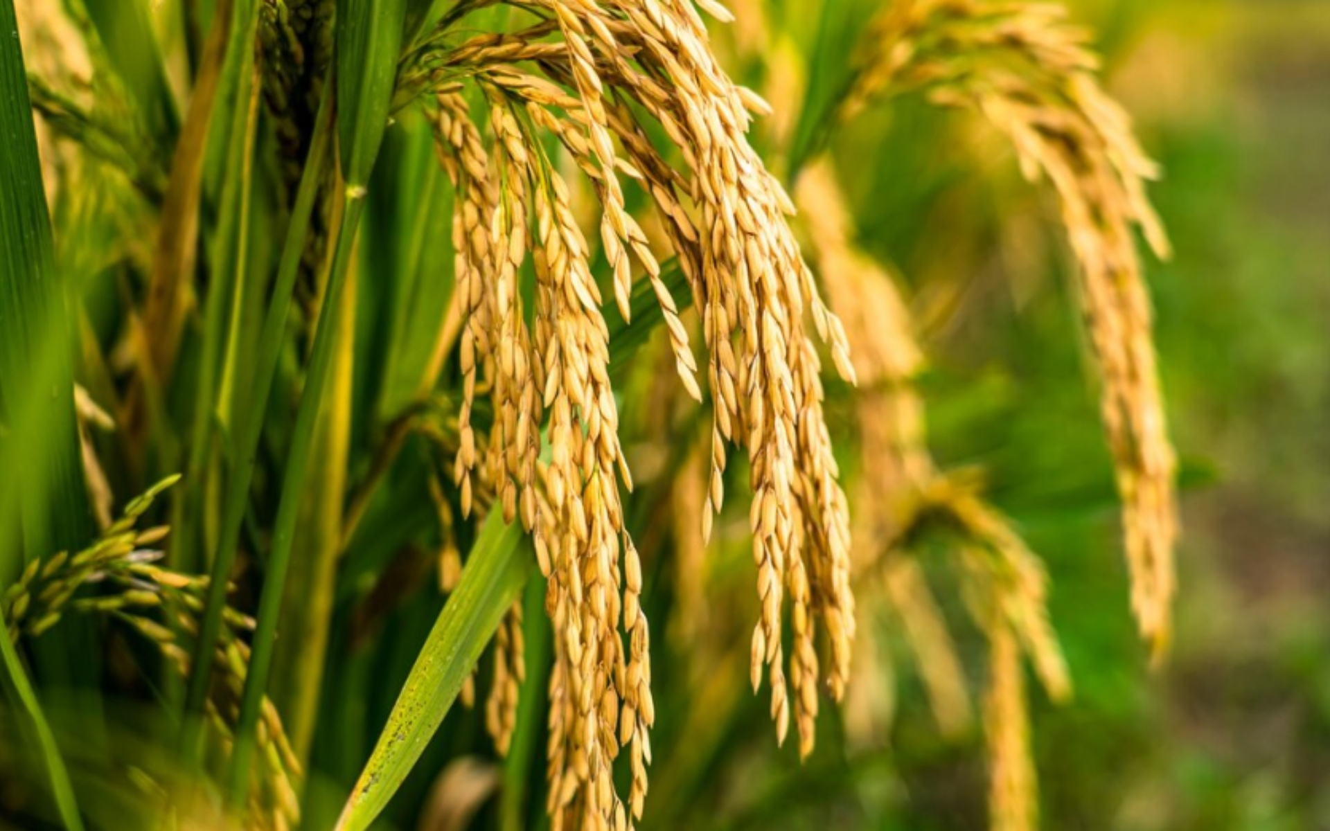 Trusted Rice Exporter from Uttar Pradesh