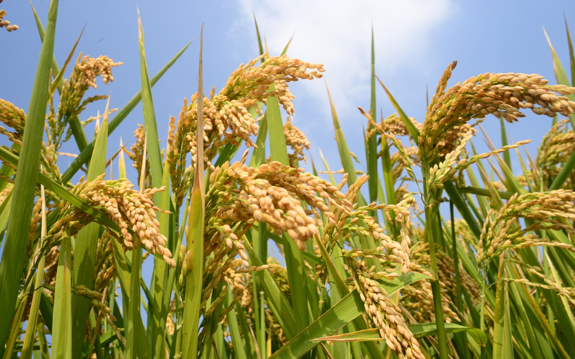 Top Non-Basmati Rice Exporters in India