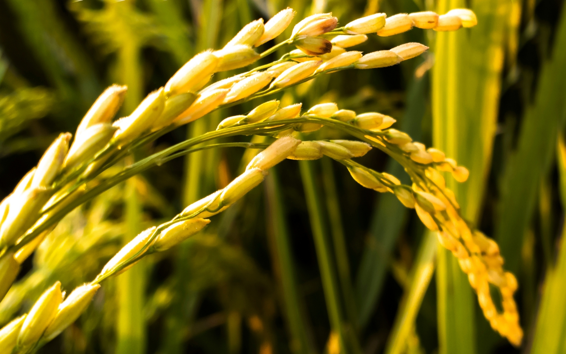 Best Exporter of Quality Rice